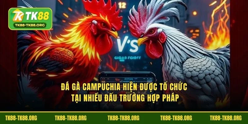 Đá gà campuchia hiện được tổ chức tại nhiều đấu trường hợp pháp