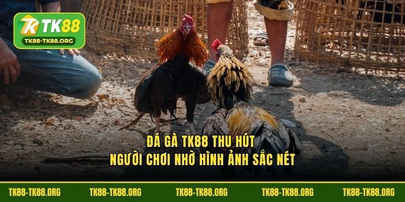 Đá gà TK88 thu hút người chơi giúp hình ảnh sắc nét